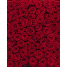 4-077 Roses