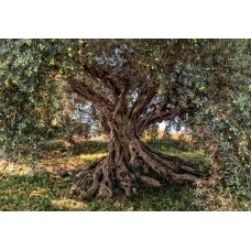8-531 Olive Tree