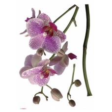 17702 Orchidee