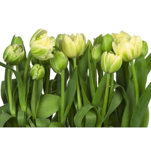 8-900 Tulips