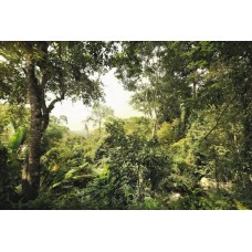 XXL4-024 Dschungel